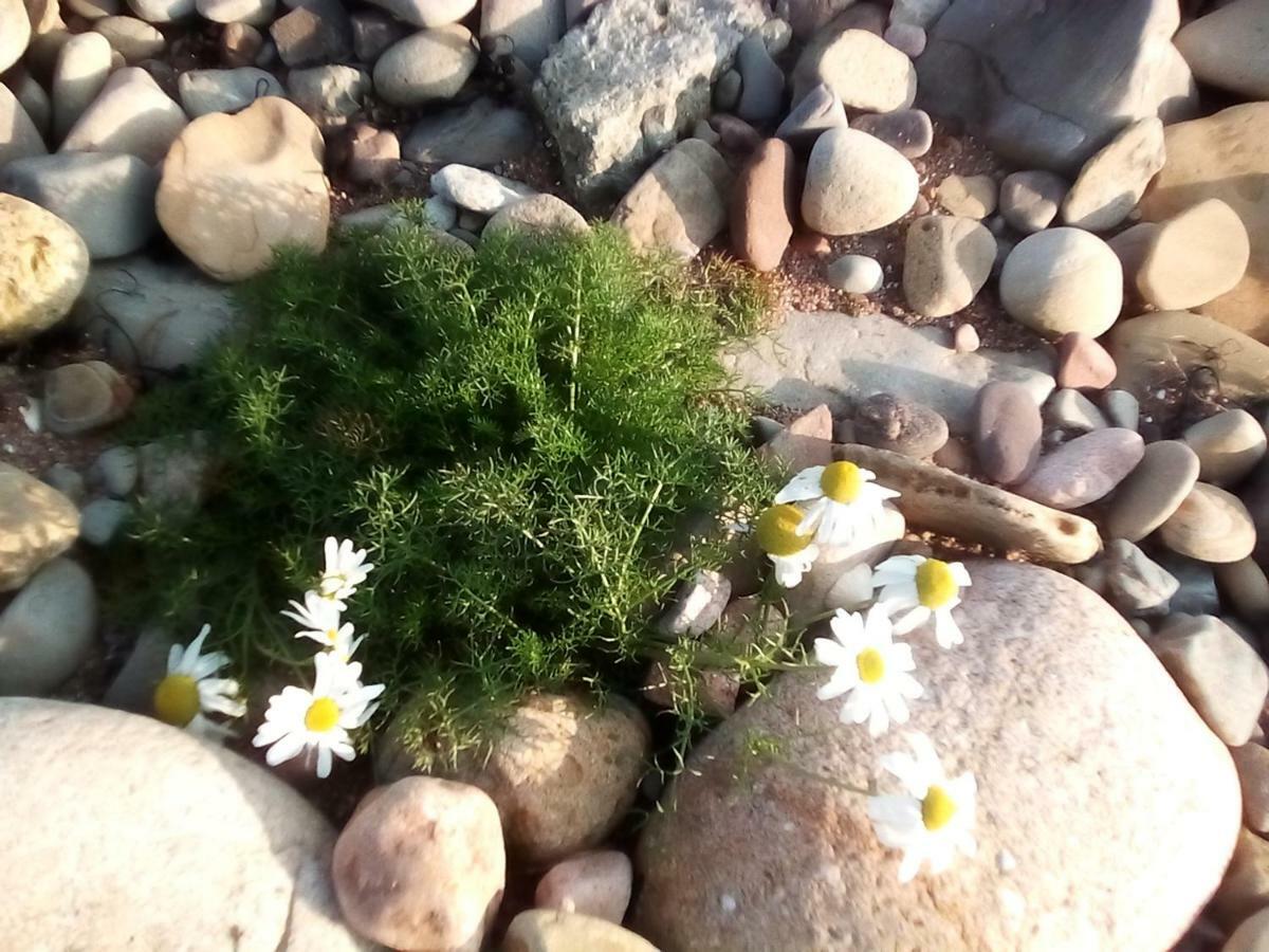 Song Of The Sea, Selkie House Bed and Breakfast Helmsdale Εξωτερικό φωτογραφία