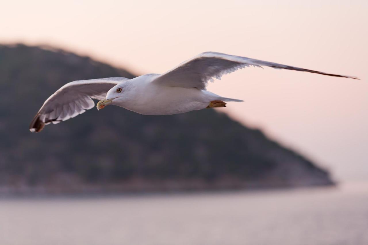Song Of The Sea, Selkie House Bed and Breakfast Helmsdale Εξωτερικό φωτογραφία